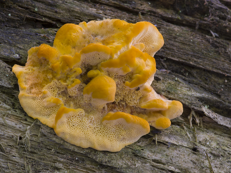 Pycnoporellus fulgens